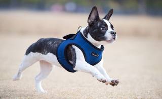 PUPPIA SOFT HARNESS B, STR. S