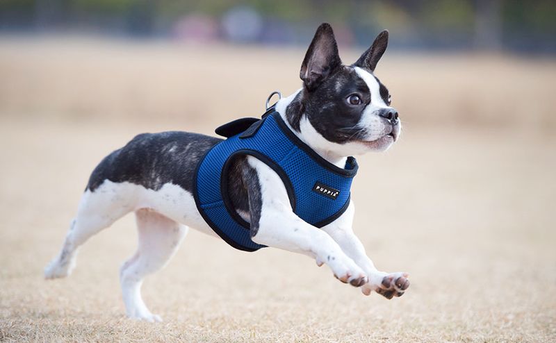 PUPPIA SOFT HARNESS B, STR. S