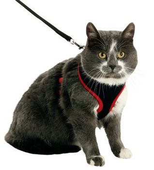 Hovedbilde Sele / Halsbånd