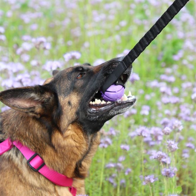 Hovedbilde DINGO DRALEKE MED BALL 65CM