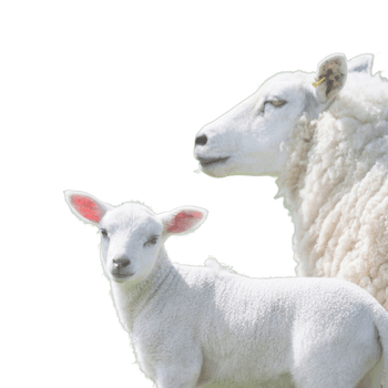 Hovedbilde LAM | GEIT