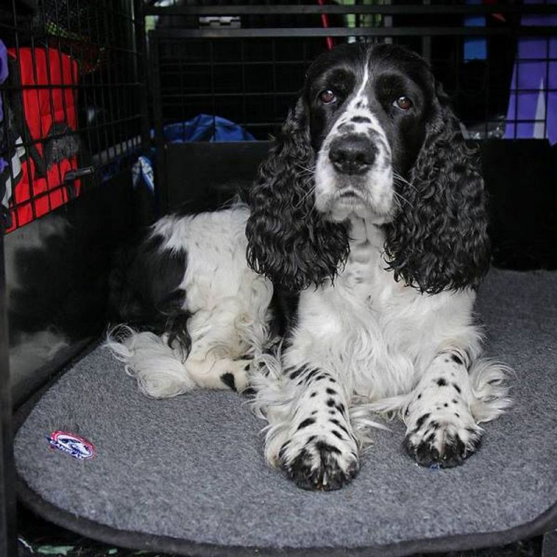 CANELANA ULLMADRASS - VANNTETT UNDERSIDE