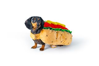 HUNDEKOSTYME HOT DOG