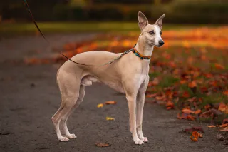 TRAIL QUEST COLLAR, RACHEL POHL EDITION, TEAL/OAK