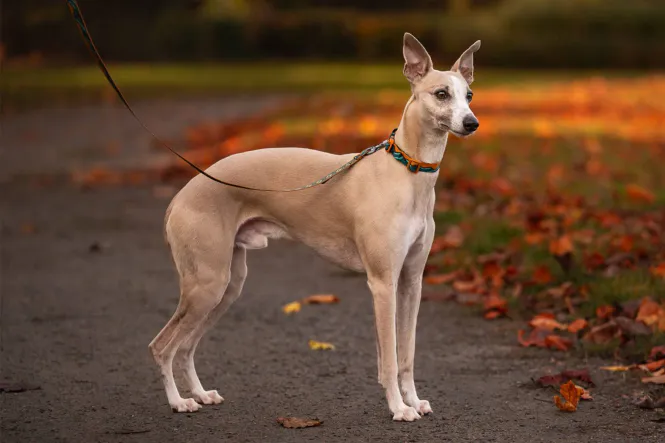 Hovedbilde TRAIL QUEST COLLAR, RACHEL POHL EDITION, TEAL/OAK