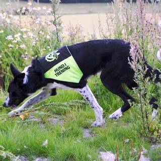 CANELANA MARKERINGSDEKKEN GUL - HUND I TRENING 