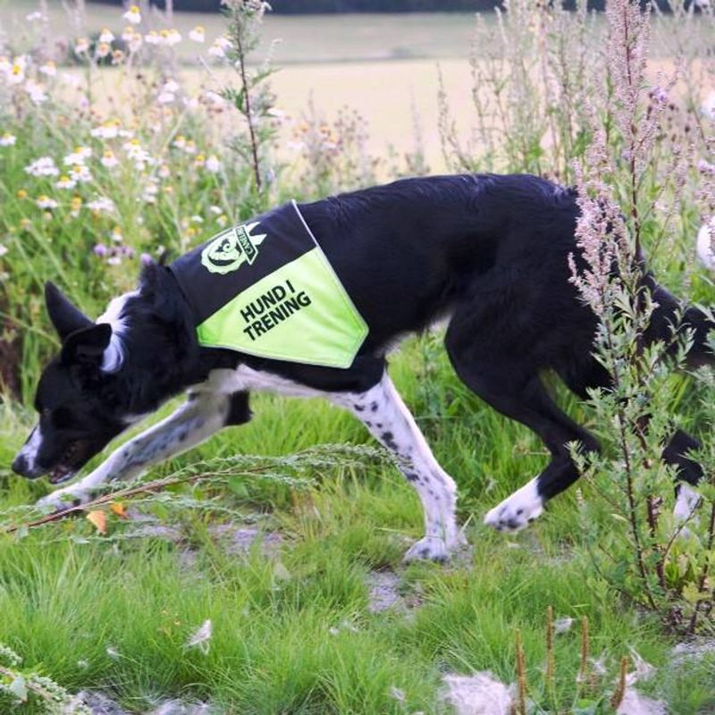 CANELANA MARKERINGSDEKKEN GUL - HUND I TRENING 