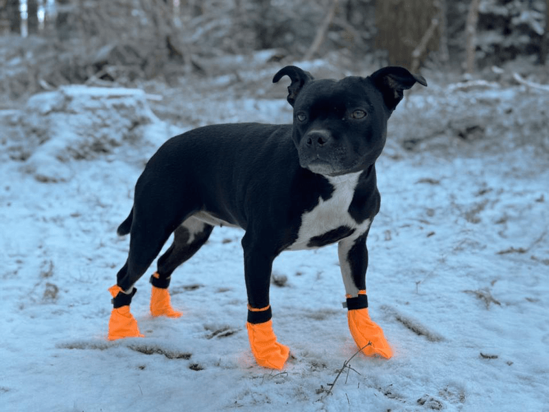 COMPANION HUNDESOKKER