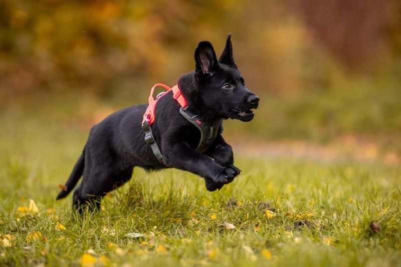 NON-STOP RAMBLE HARNESS ROSA