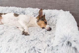 TRIXIE HARVEY SOFA BED HVIT/SORT 80X130CM 