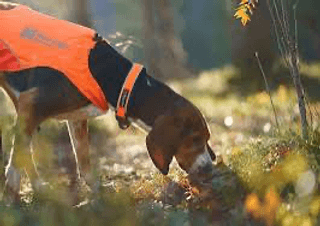 PROTECTOR COLLAR