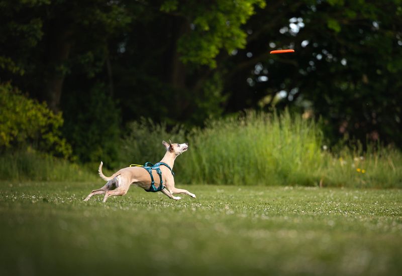 Hunde frisbee 